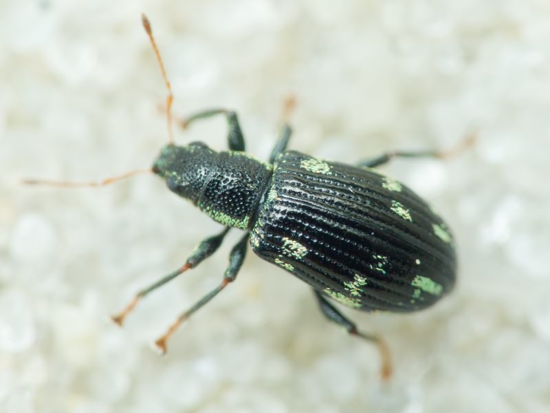 Polydrusus (Polydrusus) picus (Fabricius, 1792)